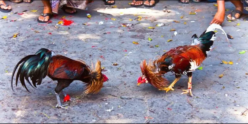 Chọn đúng mọi cược gà