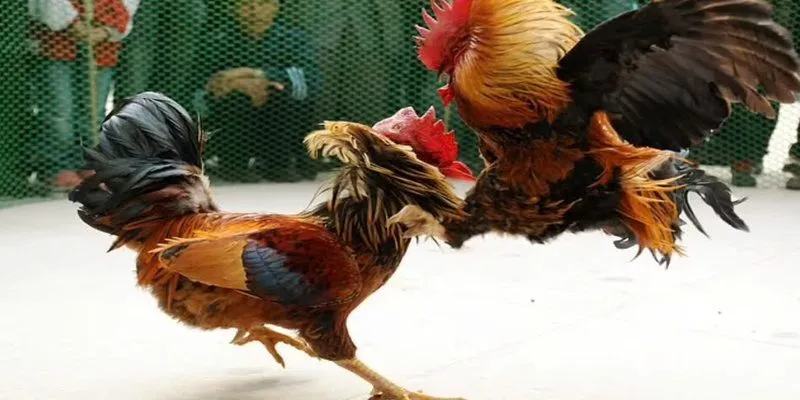 Đá gà Philippines SUNWIN đang thu hút hơn tất cả