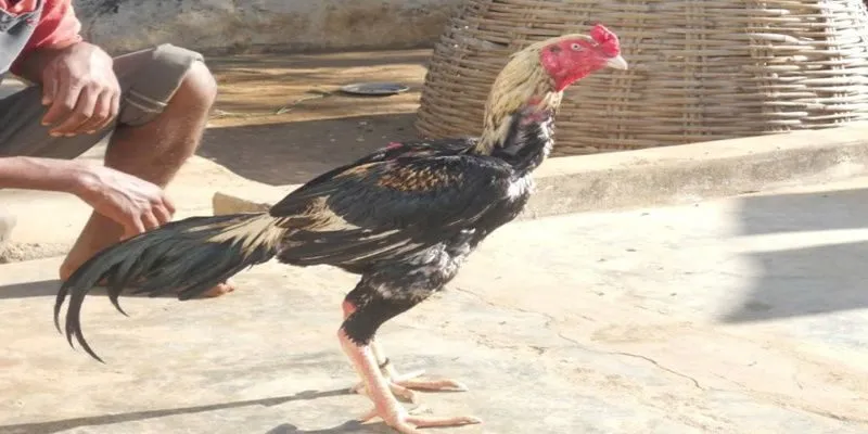 đá gà thomo online KUBET