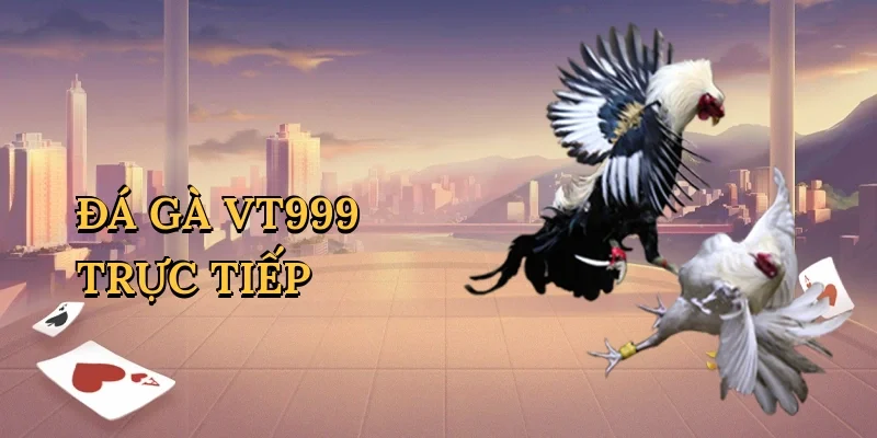 Đá gà VT999 trực tiếp