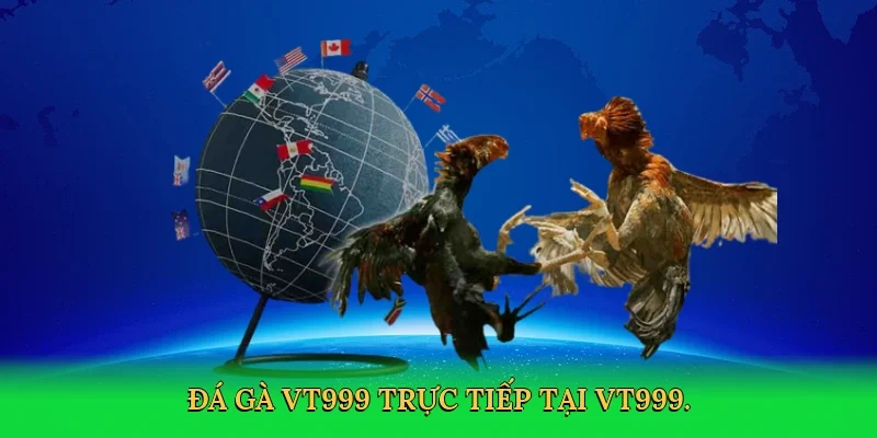 Đá gà VT999 trực tiếp tại VT999.